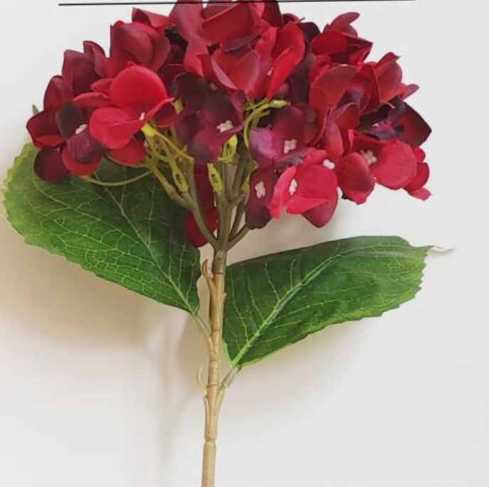 Hydrangea Head