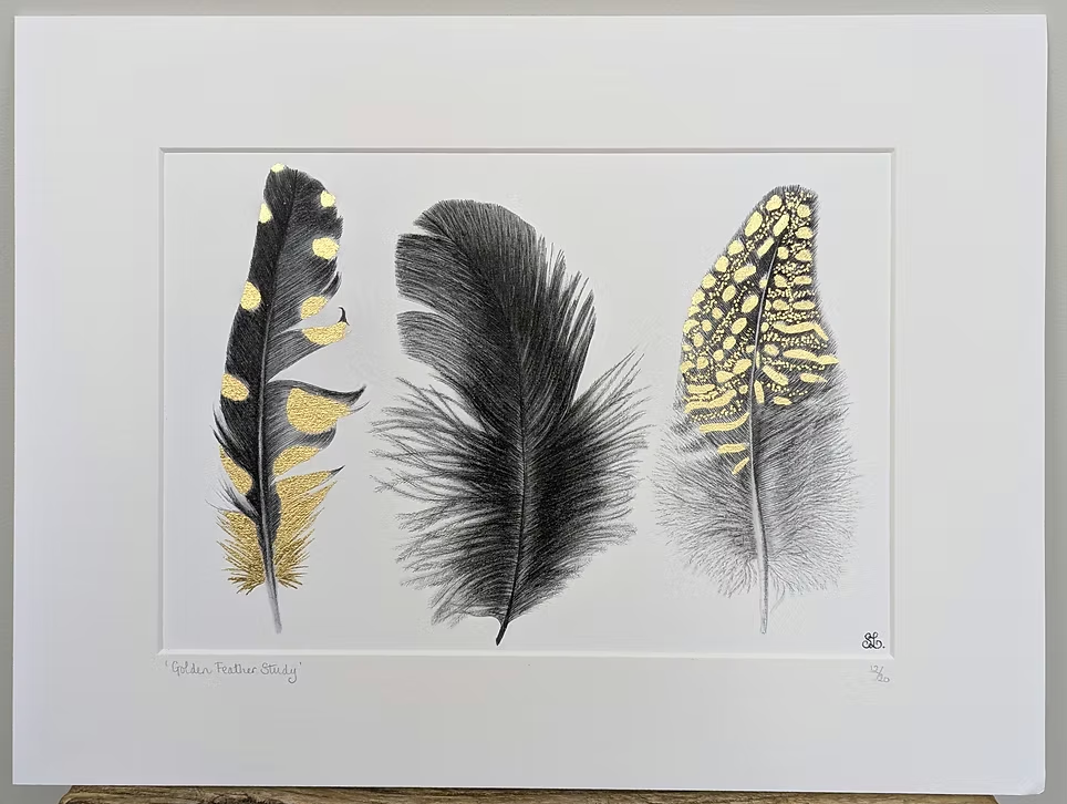 SL Feather Study